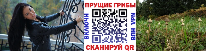 Галлюциногенные грибы Cubensis  купить   Макушино 
